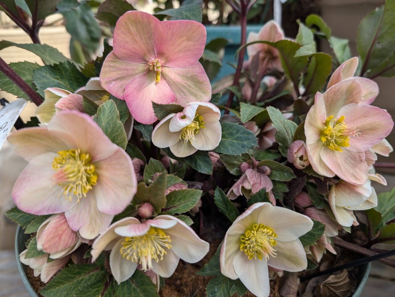 2026年2月22日足利市佐野市周辺のクリスマスローズ