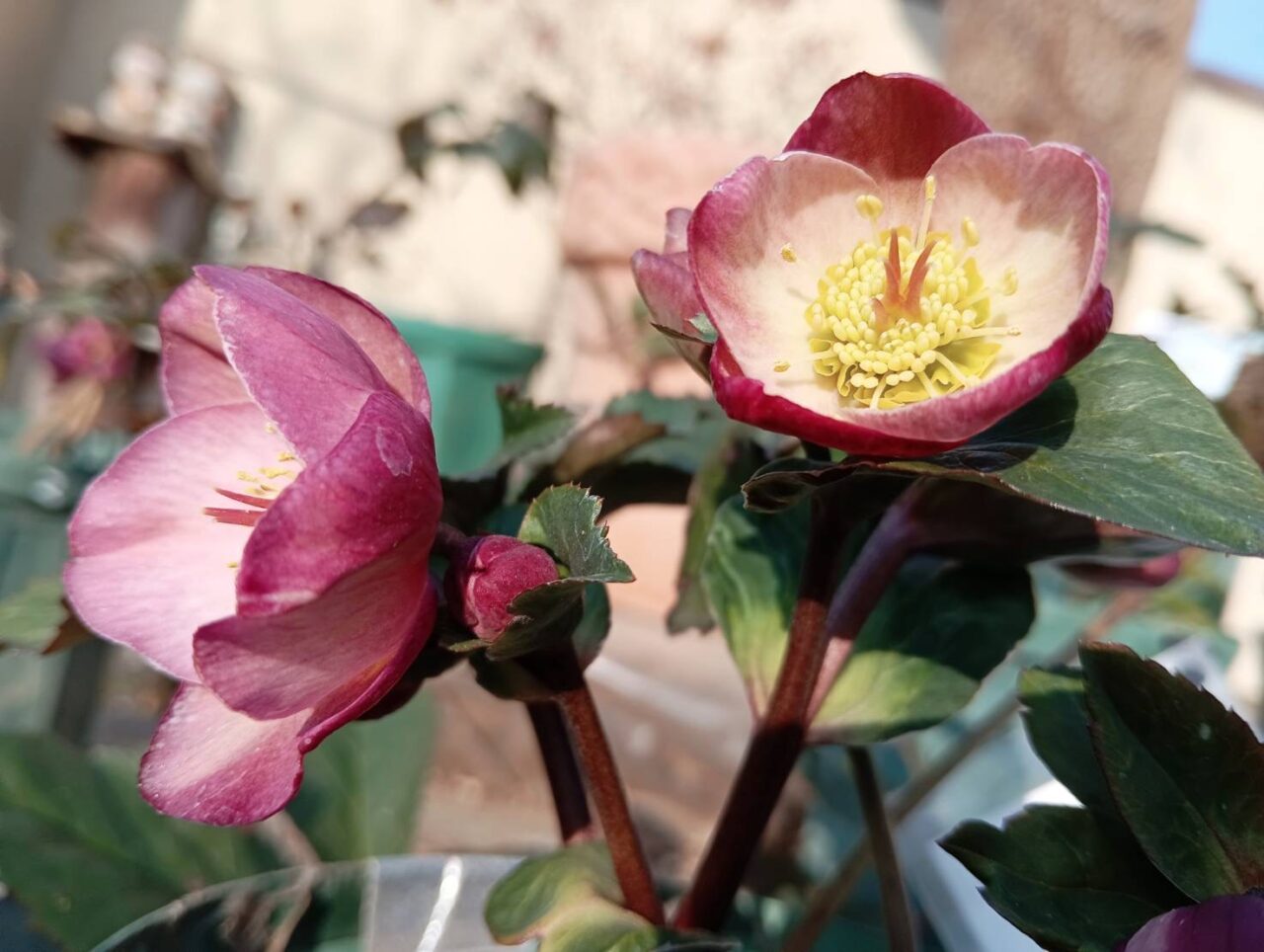 2026年2月22日足利市佐野市周辺のクリスマスローズ