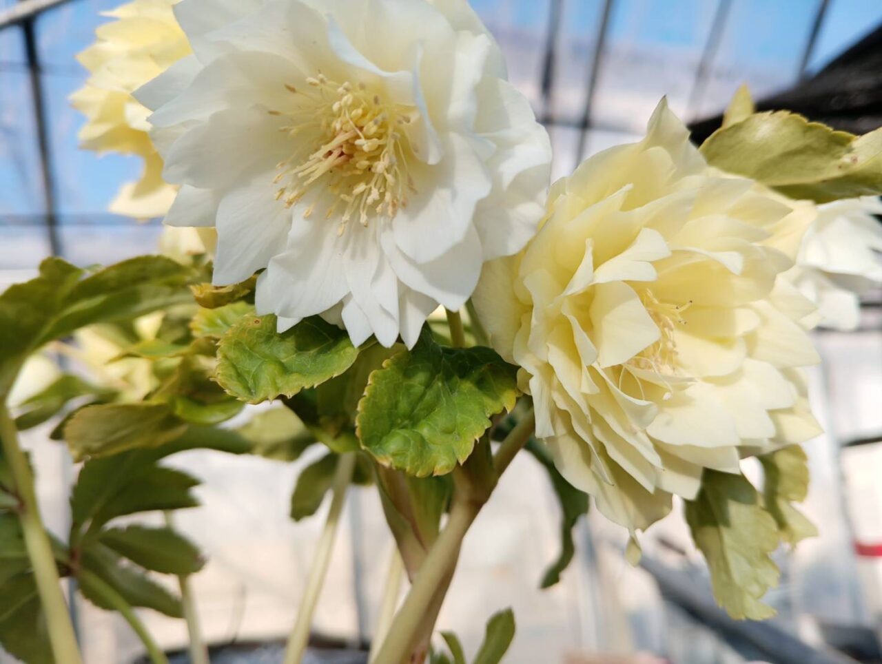 2026年2月22日足利市佐野市周辺のクリスマスローズ