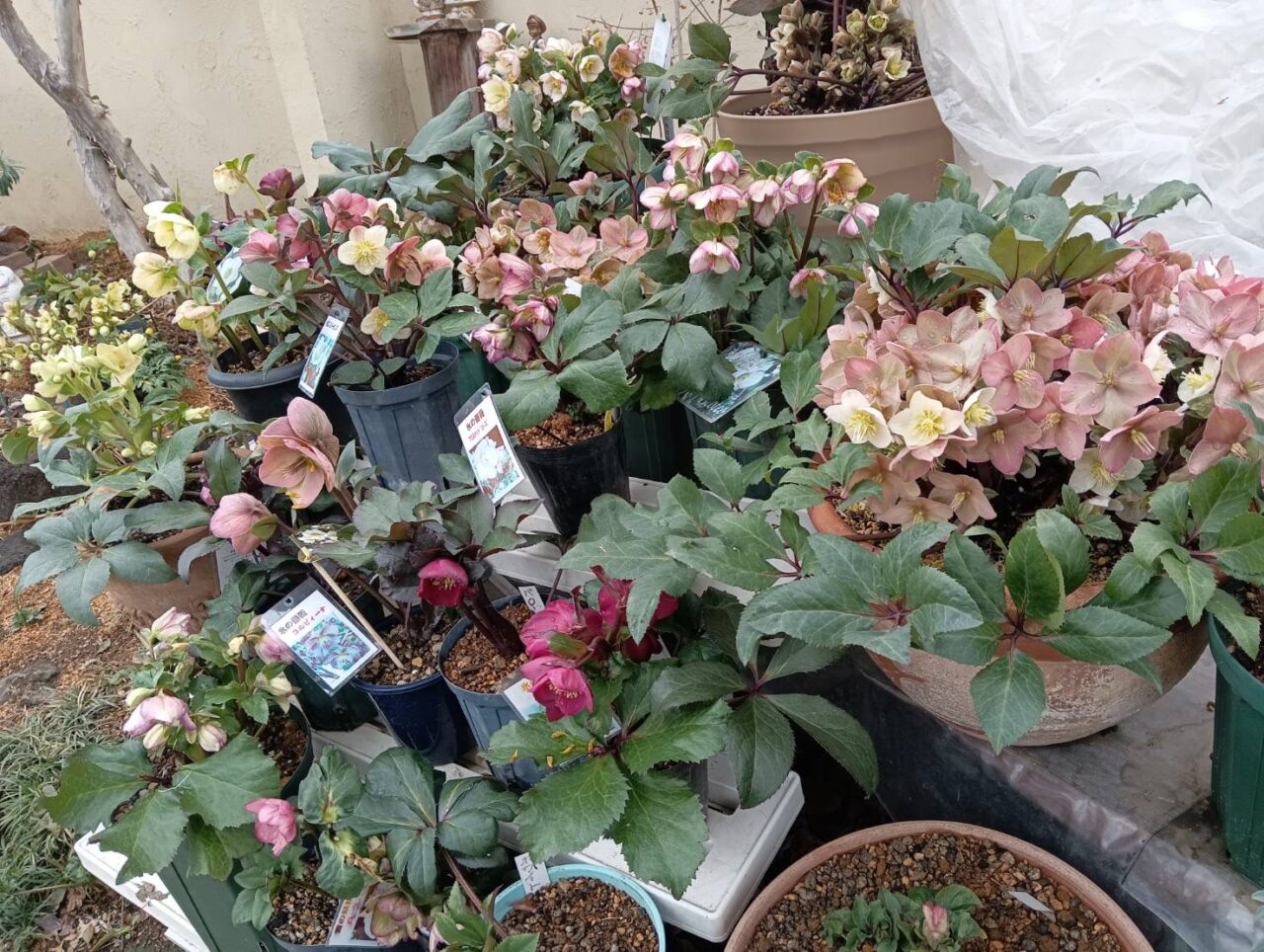 2026年2月22日足利市佐野市周辺のクリスマスローズ