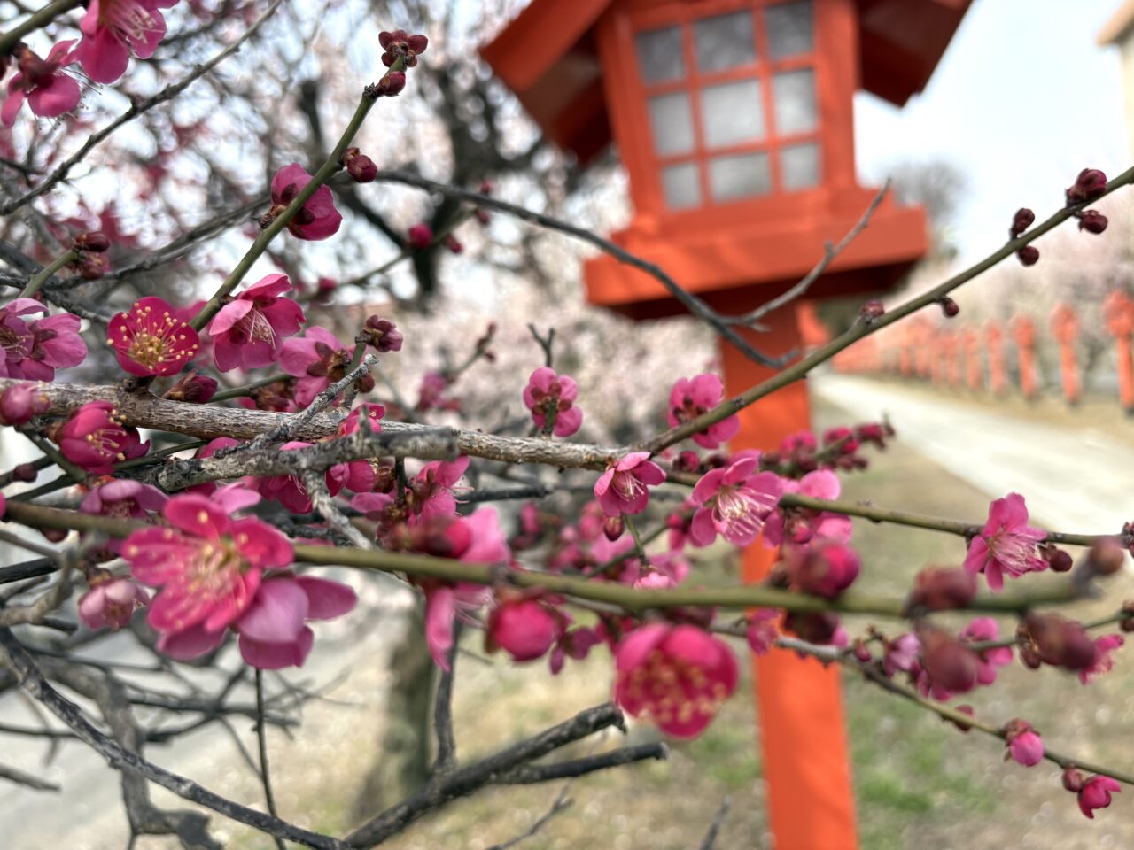 2026年3月2日佐野市の天満宮