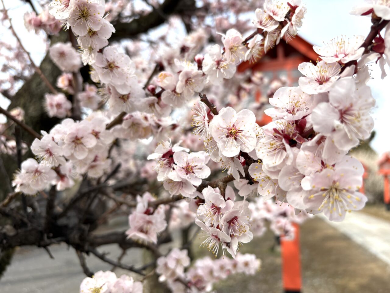 2026年3月2日佐野市の天満宮