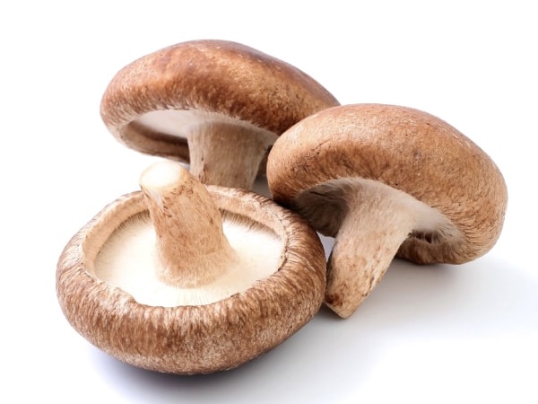 2026年3月13日足利市佐野市のきのこ