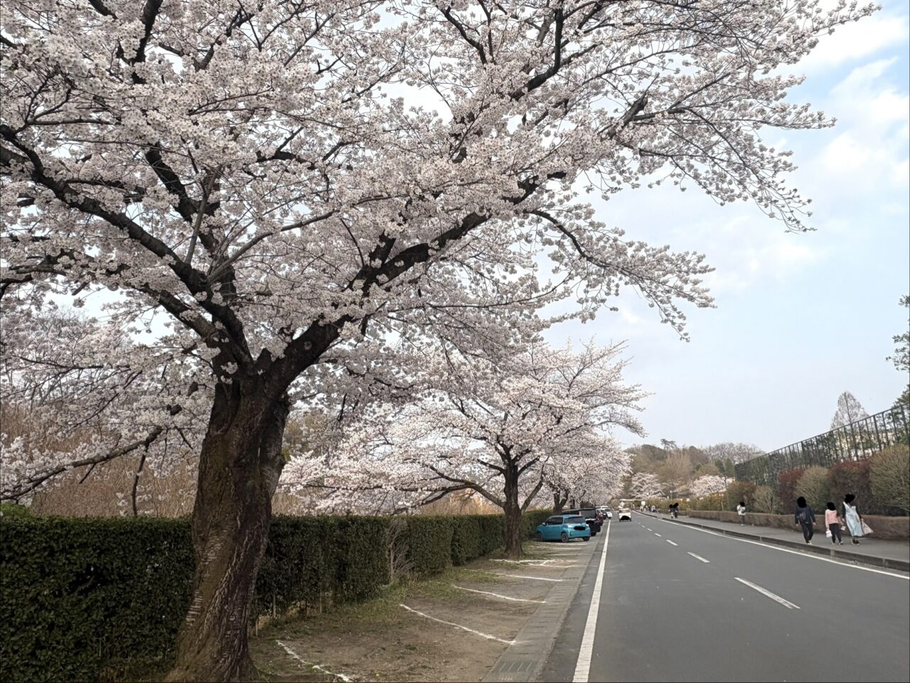 2026年3月30日足利市のフラワーパーク