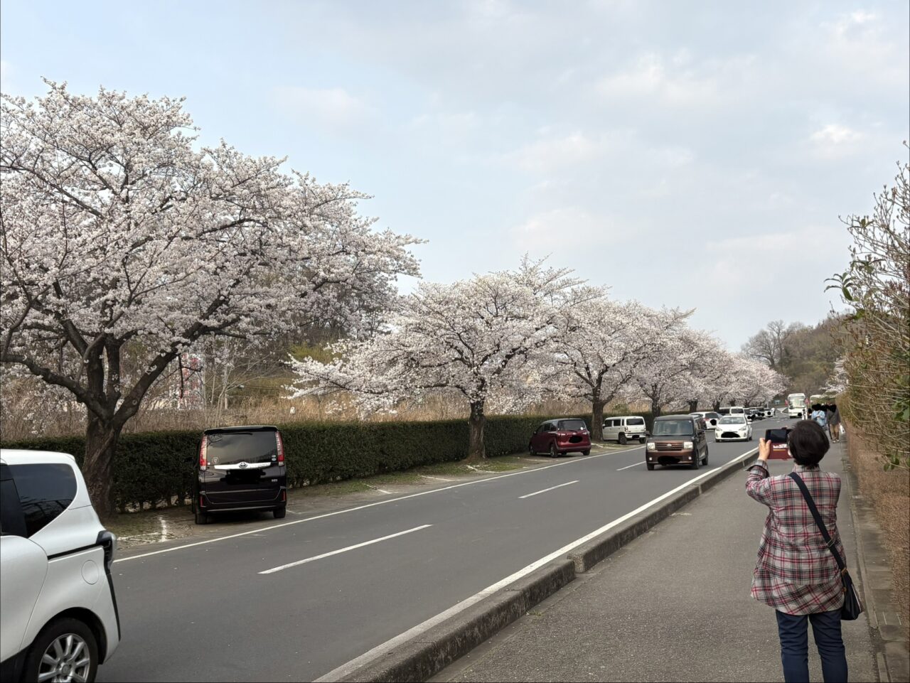 2026年3月30日足利市のフラワーパーク