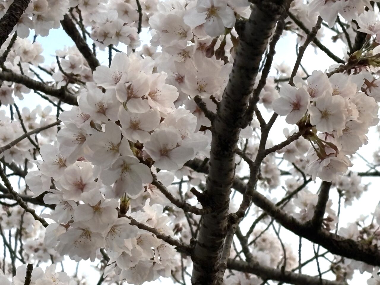 2026年3月30日足利市のフラワーパーク