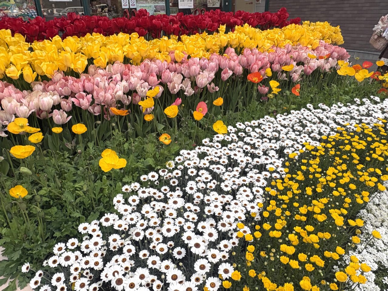 2026年3月30日足利市のフラワーパーク