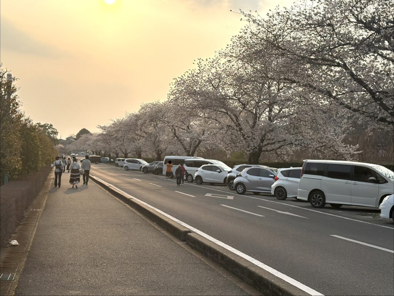 2026年3月30日足利市のフラワーパーク