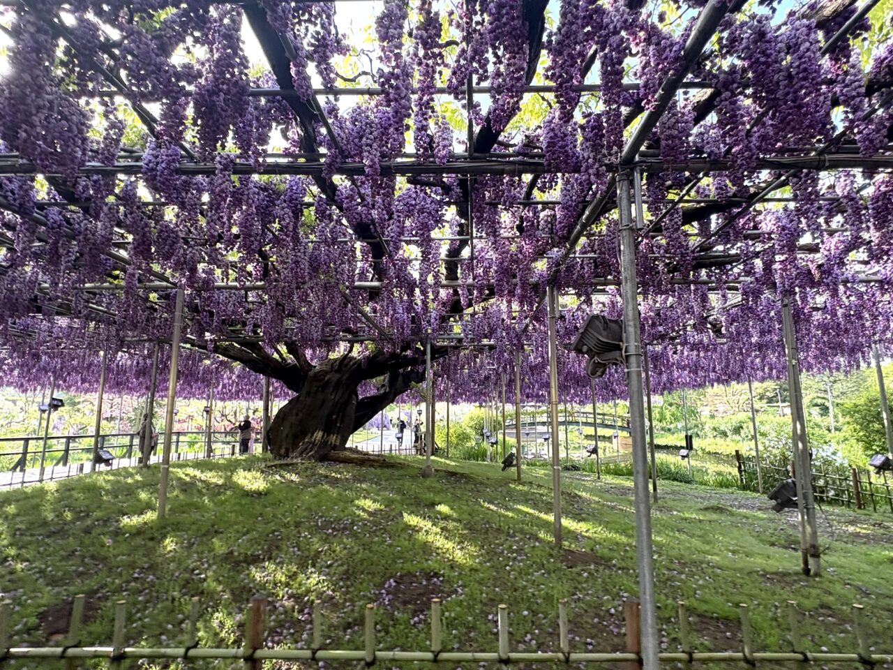 2026年4月24日足利市のあしかがフラワーパーク