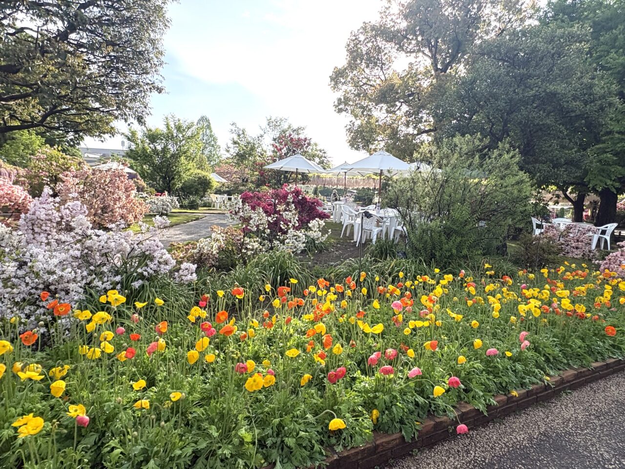 2026年4月24日足利市のあしかがフラワーパーク