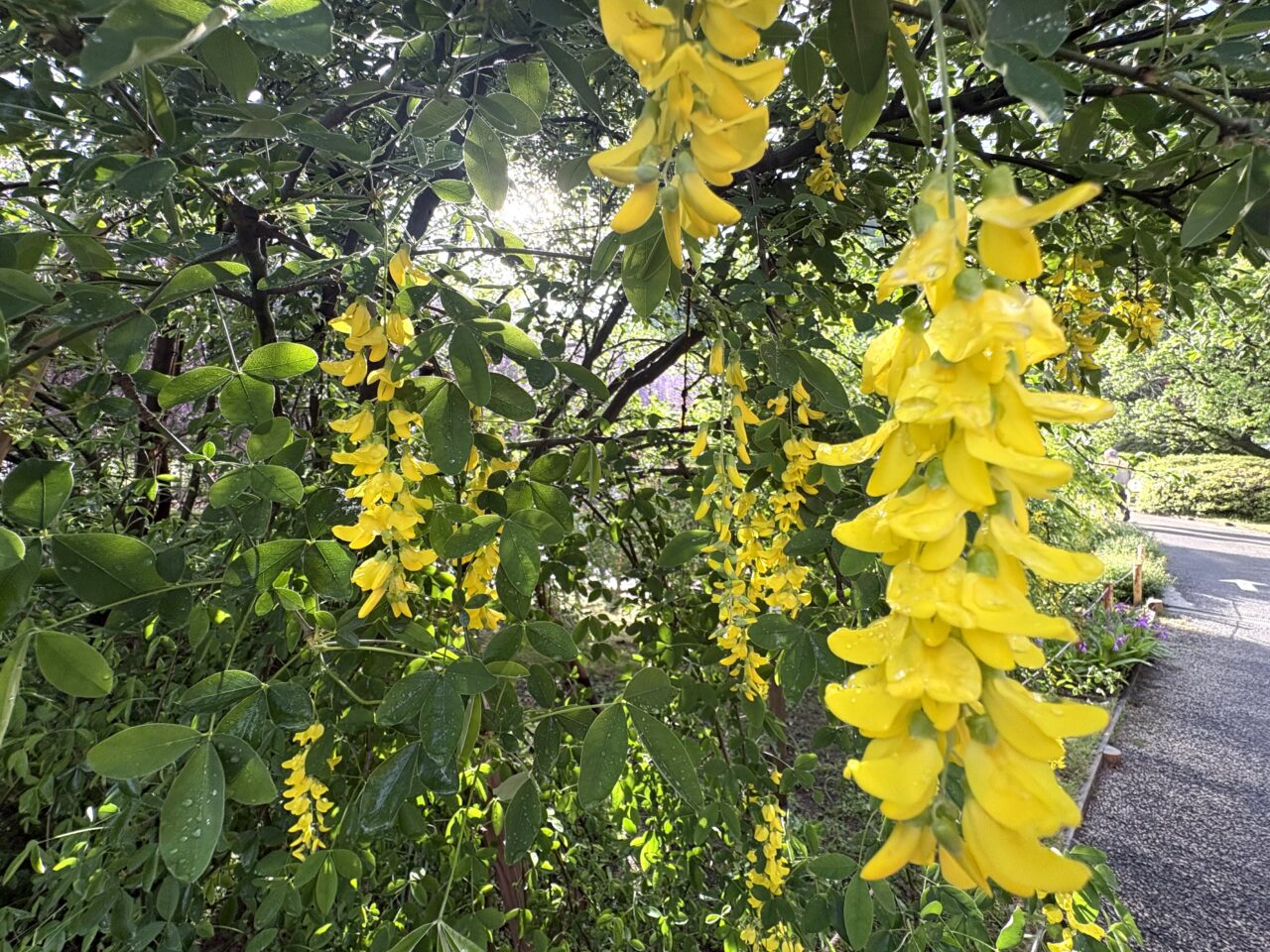 2026年4月24日足利市のあしかがフラワーパーク