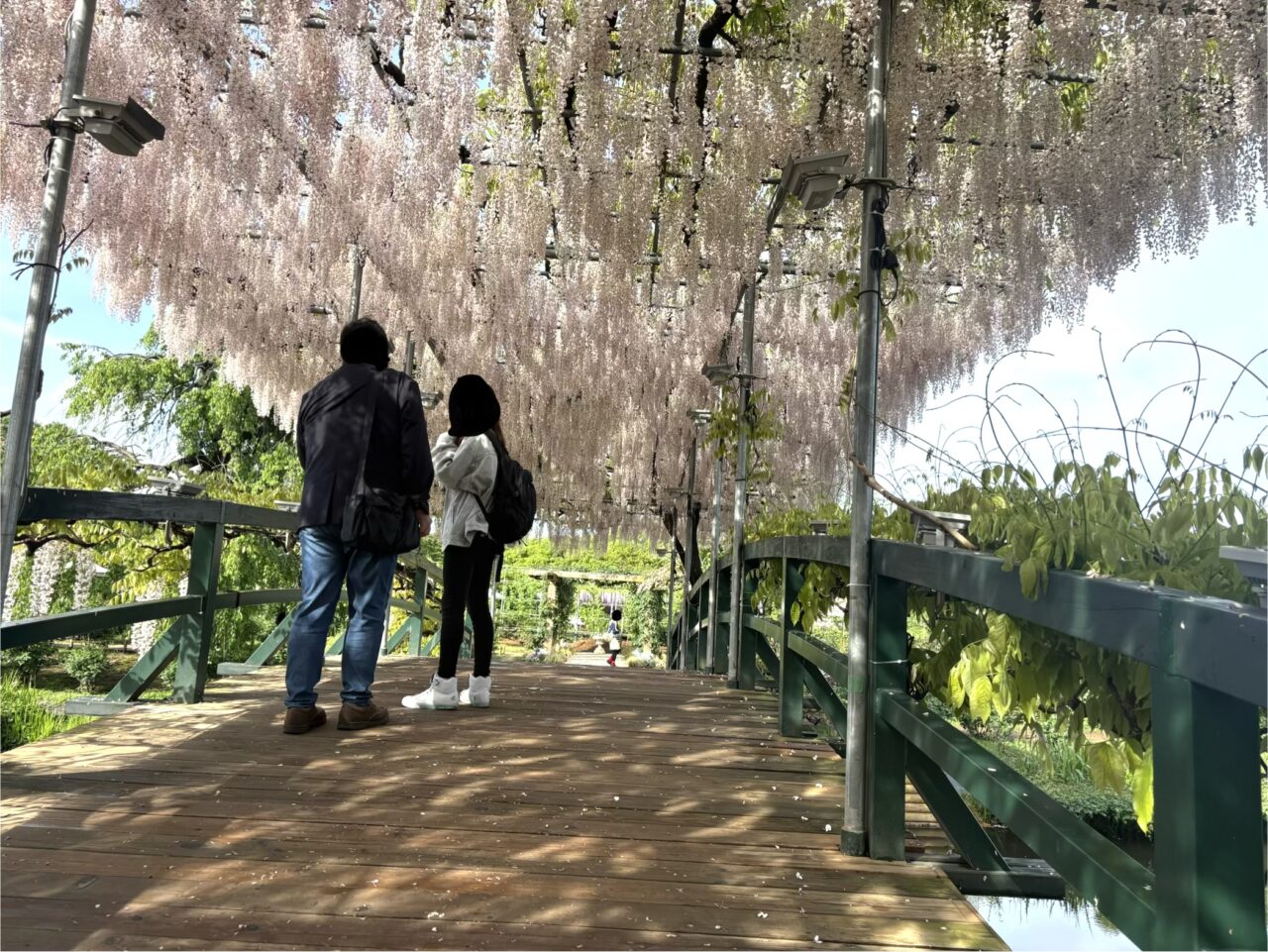 2026年4月24日足利市のあしかがフラワーパーク